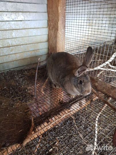 Кролики домашние, мясом и живьём