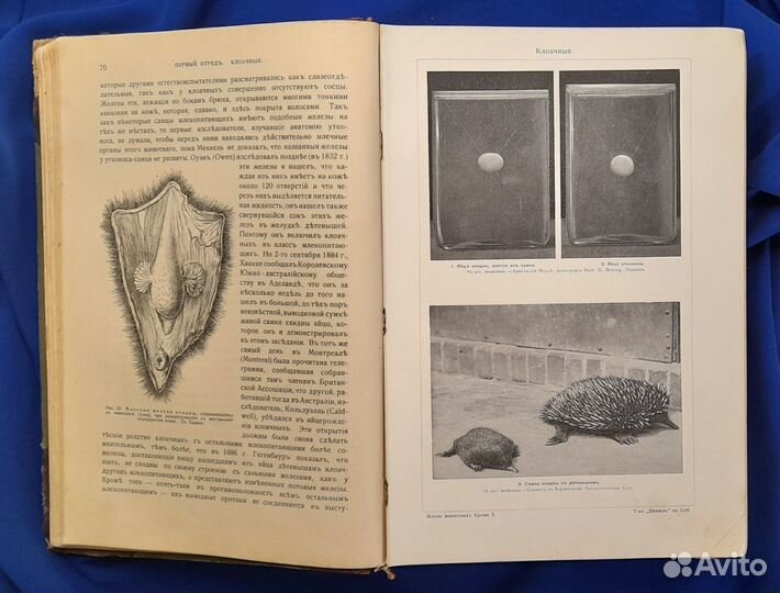 А. Брем. Жизнь животных. Млекопитающие. 1911-1915г
