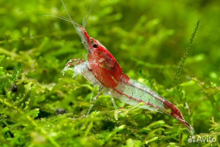 Креветкарили(Rili Shrimp)