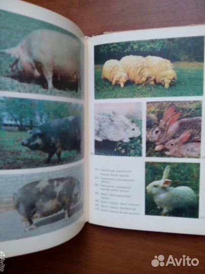 Советы по ведению приусадебного хозяйства