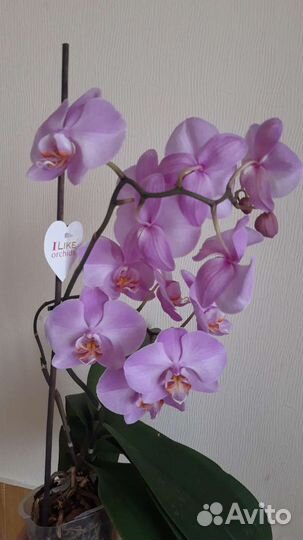 Орхидея фаленопсис