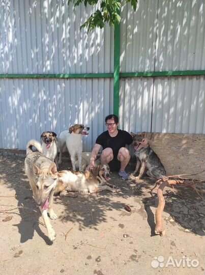 Нужны волонтеры для выгула собак в приюте