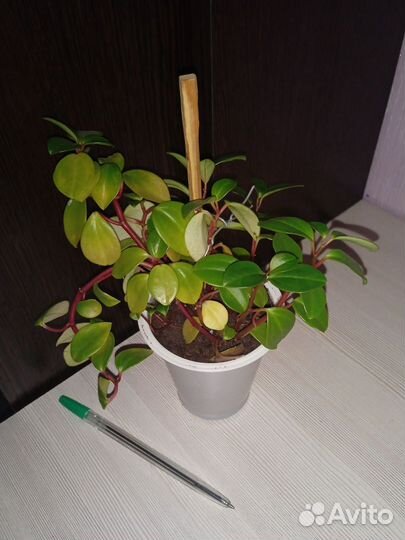 Цветы комнатные