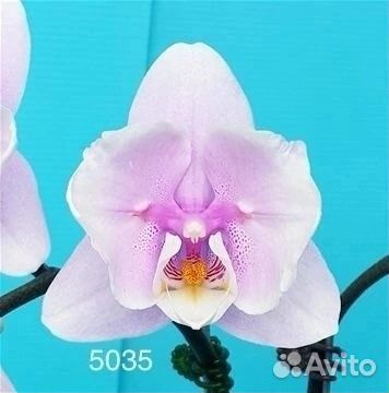 Орхидея фаленопсис бабочка
