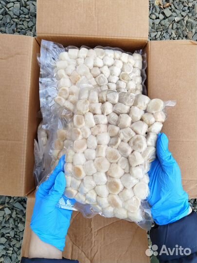 Гребешок курильский