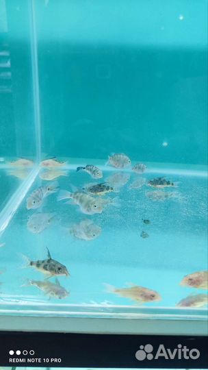 Аквариумные рыбки