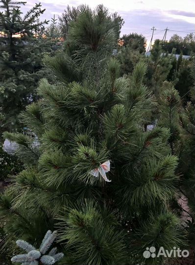 Кедр Сибирский 160-200см