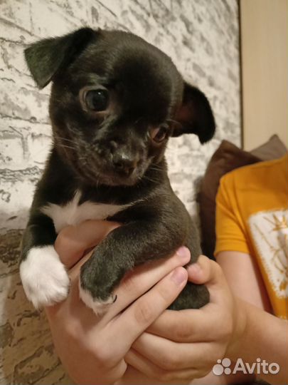 Щенки чихуахуа