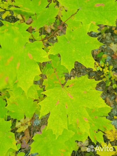 Клен Канадский Саженец