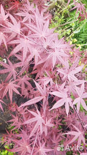 Клён Ясенелистный Фламинго, Феникс