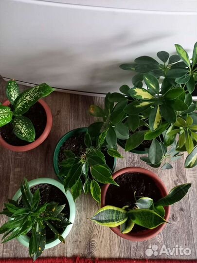 Комнатные растения