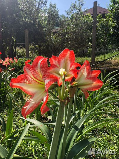 Гиппеаструм