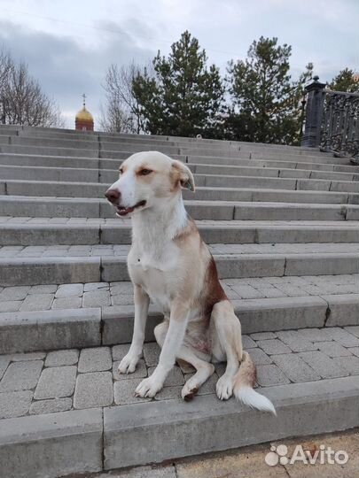 Собака в добрые руки