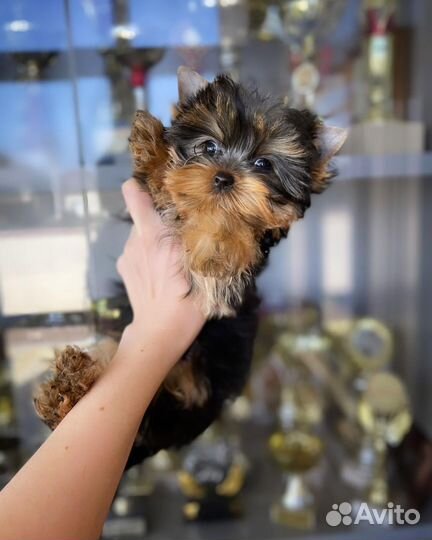 Мини девочка кукла vip