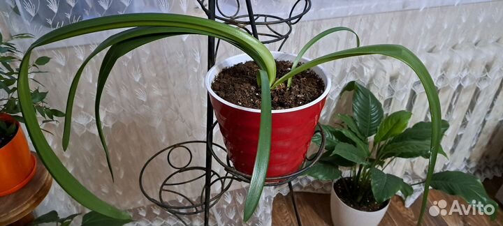 Гиппиаструм