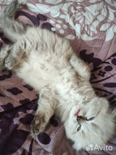 Продам котёнка породы хайленд фолд