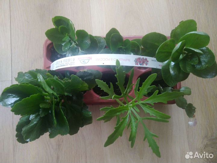 Комнатные растения