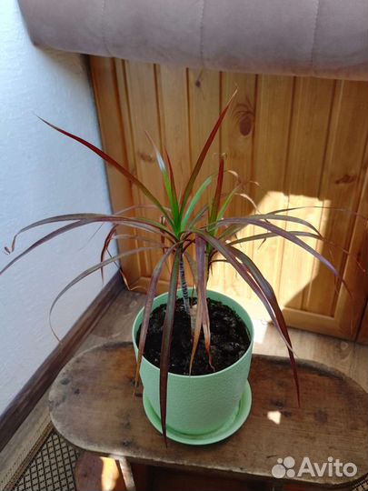 Пальма драцена