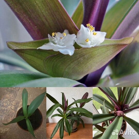 Цветок Рео, традесканция. Ладья Моисея