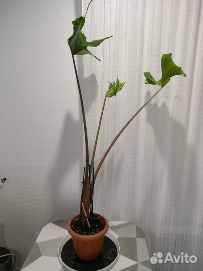 Алкоказия скат