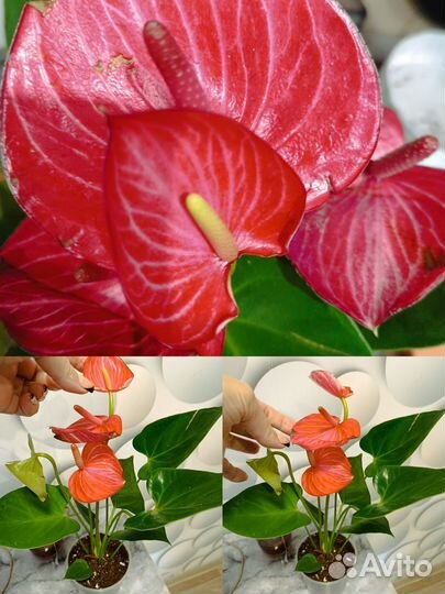 Антуриум домашние кусты разных сортов