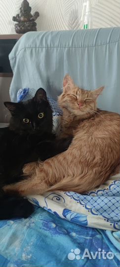 Коты в добрые руки