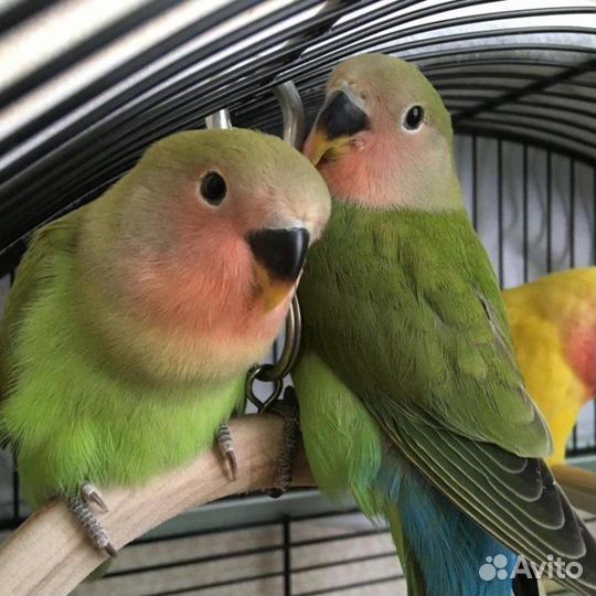 Неразлучник Розовощекий птенцы