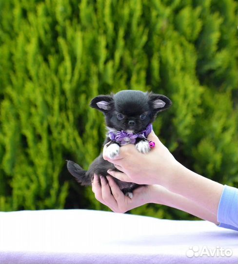 Чихуахуа девочка дш мини