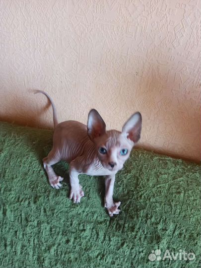 Канадский сфинкс