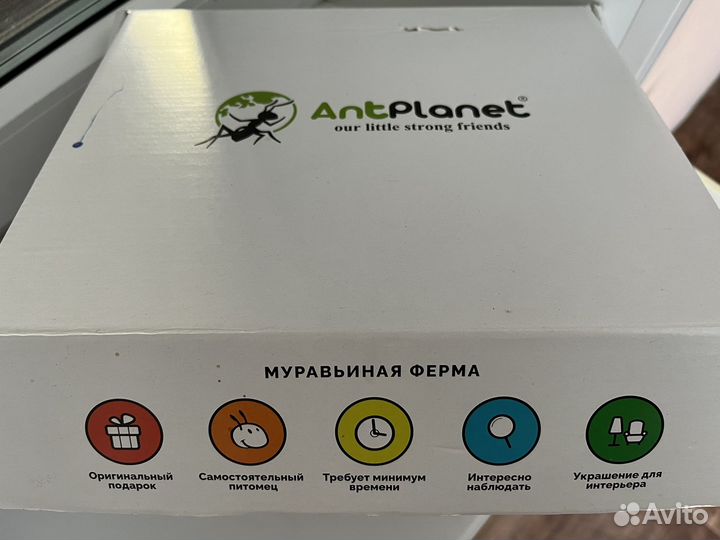 Муравьиная ферма с муравьями
