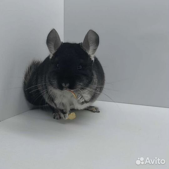Шиншилла