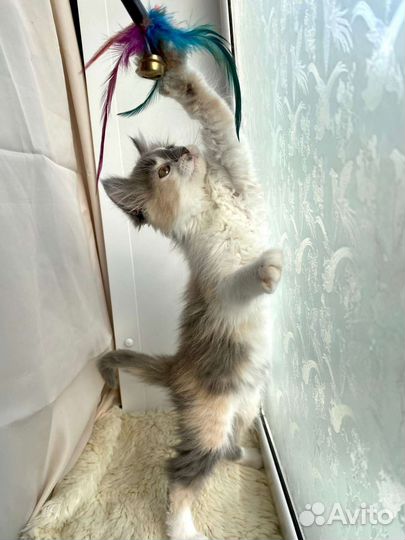 Ласковый котенок