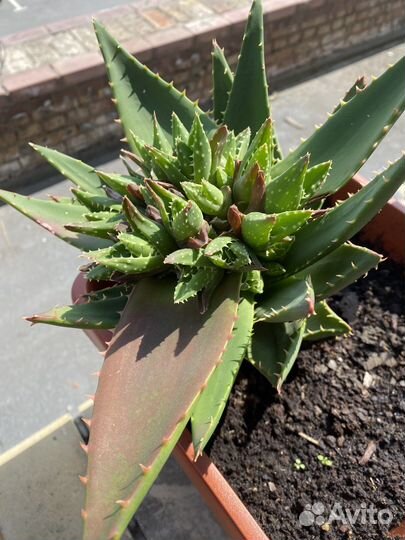 Агава испанская