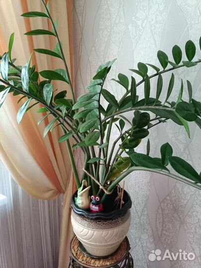 Замиокулькас