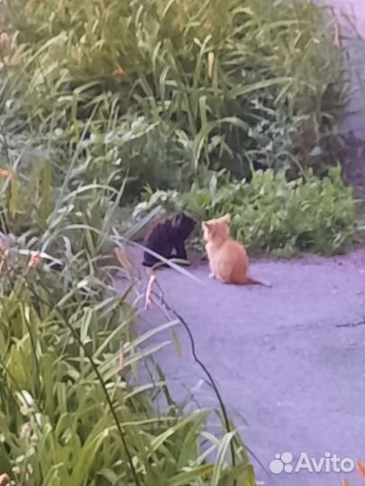 Два котёнка ищут дом