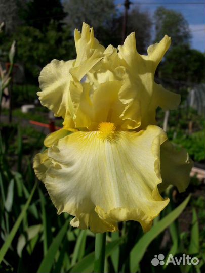 Ирисы бородатые