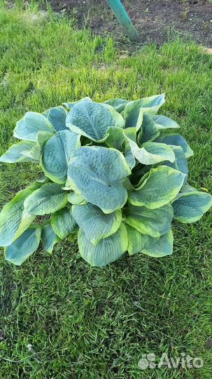 Хоста Френсис Вильямс