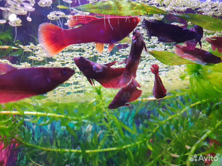 Самки петушков