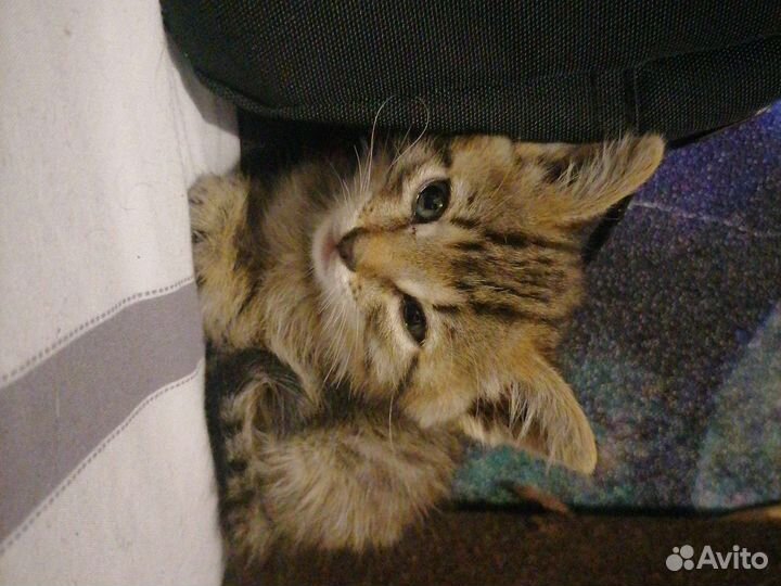 Котенок