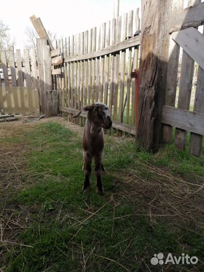 Нубийские козлики