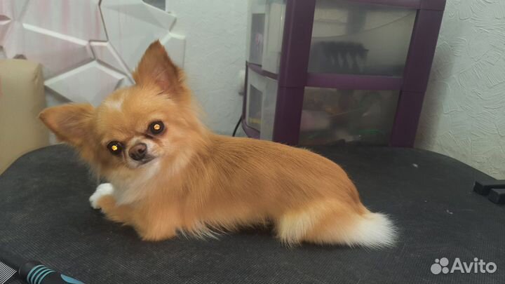 Щенки чихуахуа мини девочки