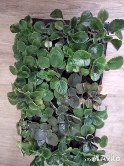 Фиалки детки