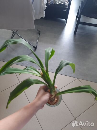 Пальма юкка