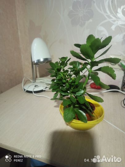Каланхоэ мини цветущий