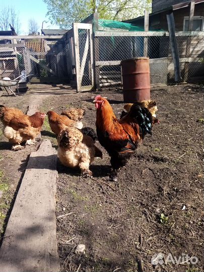 Петухи брама