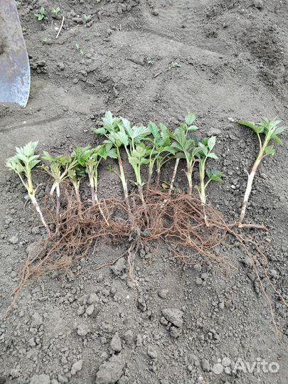 Саженцы малины