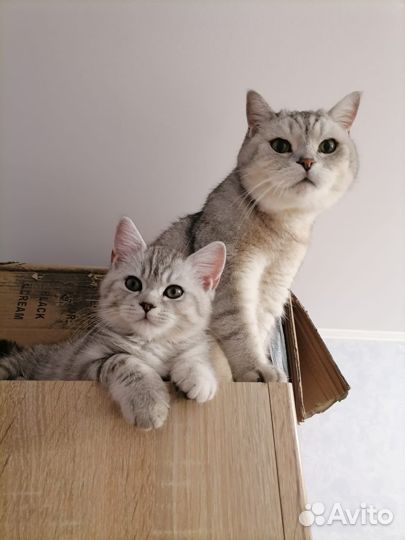 Вязка кот шотландец