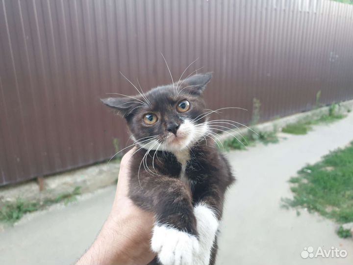 Кошка в дар