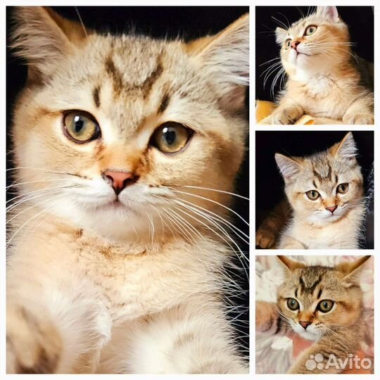 Шотландские котята текированные золотые ny25