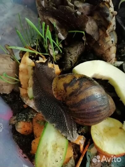 Улитка ахатина ахатина тигр